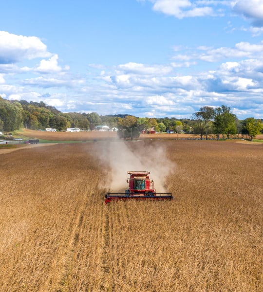 Combine harvesting soybeans.