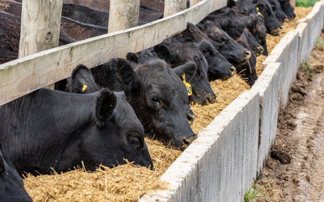 Cattle eating silage in concrete bunker.