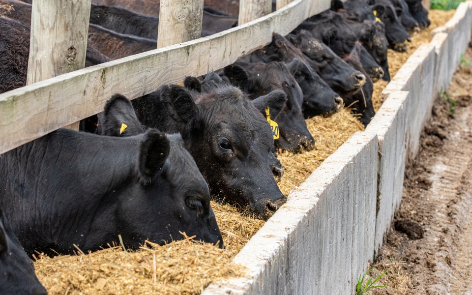 Cattle eating silage in concrete bunker.