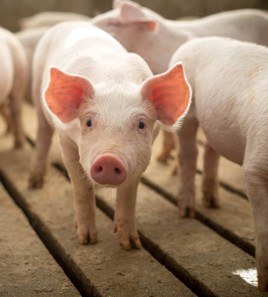 Weanling pig.