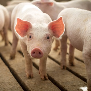 Weanling pig.