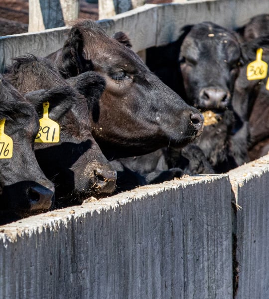 Black cattle waiting to be fed.