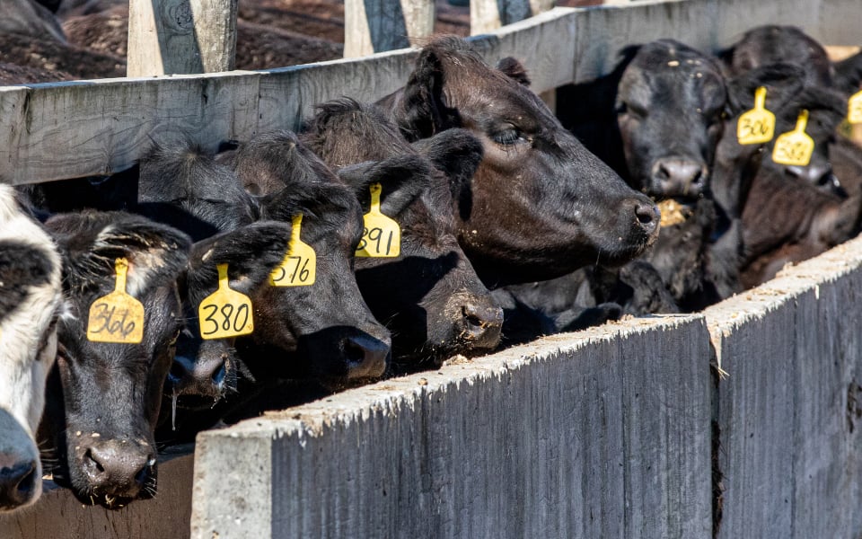 Black cattle waiting to be fed at concrete feed bunker.