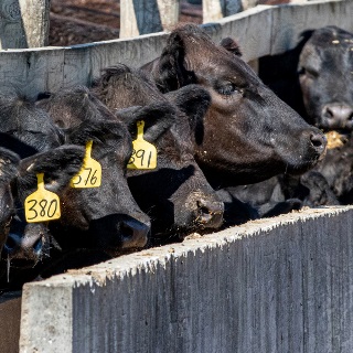 Black cattle waiting to be fed at concrete feed bunker.