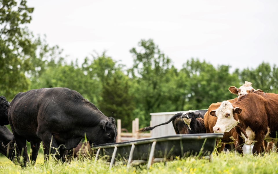 Cows and calves.