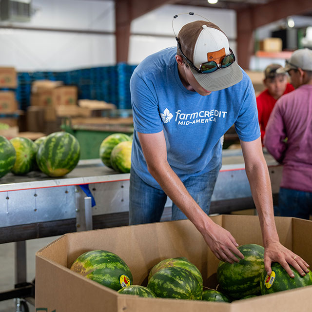 A man with a Farm Credit Mid-America t-shirt packs watermelons from a conveyor into a large cardboard box.