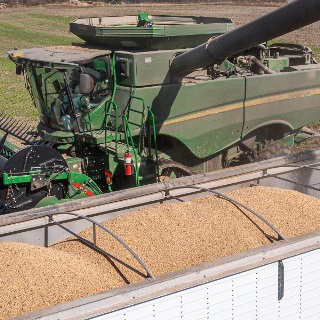 Combine empties soybeans into a semi trailer.