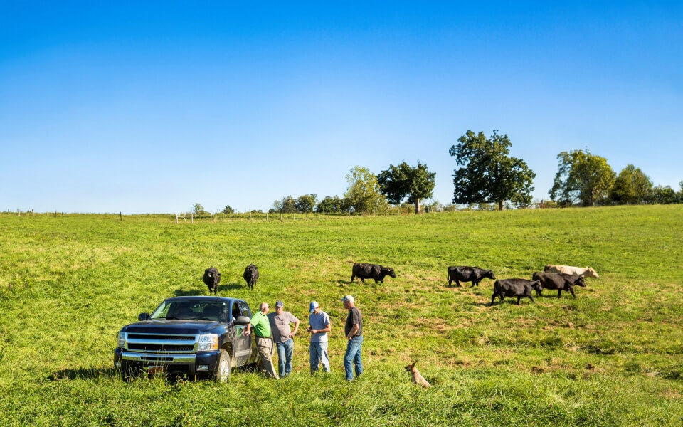 Four men standing in a cattle field with black cows.