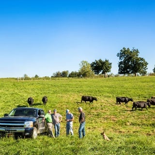Four men standing in a cattle field with black cows.