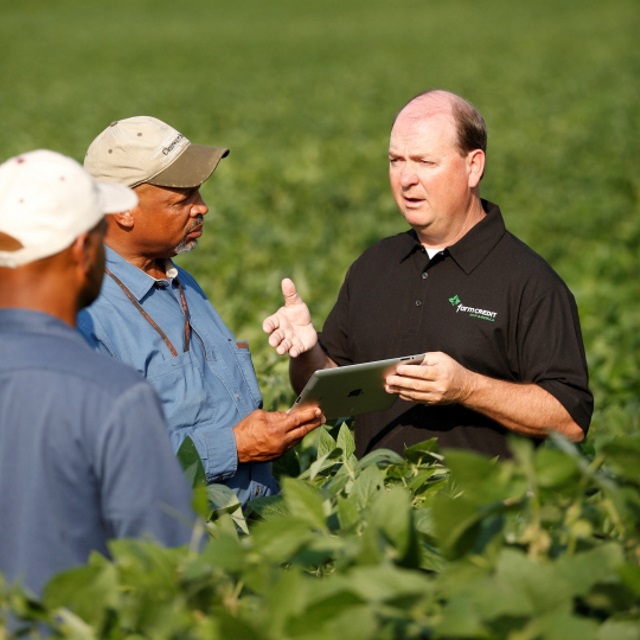 Men talking in a soybean field.