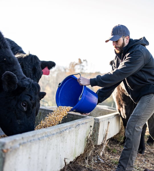 Farmer pouring feed into concrete cattle feed bunker.