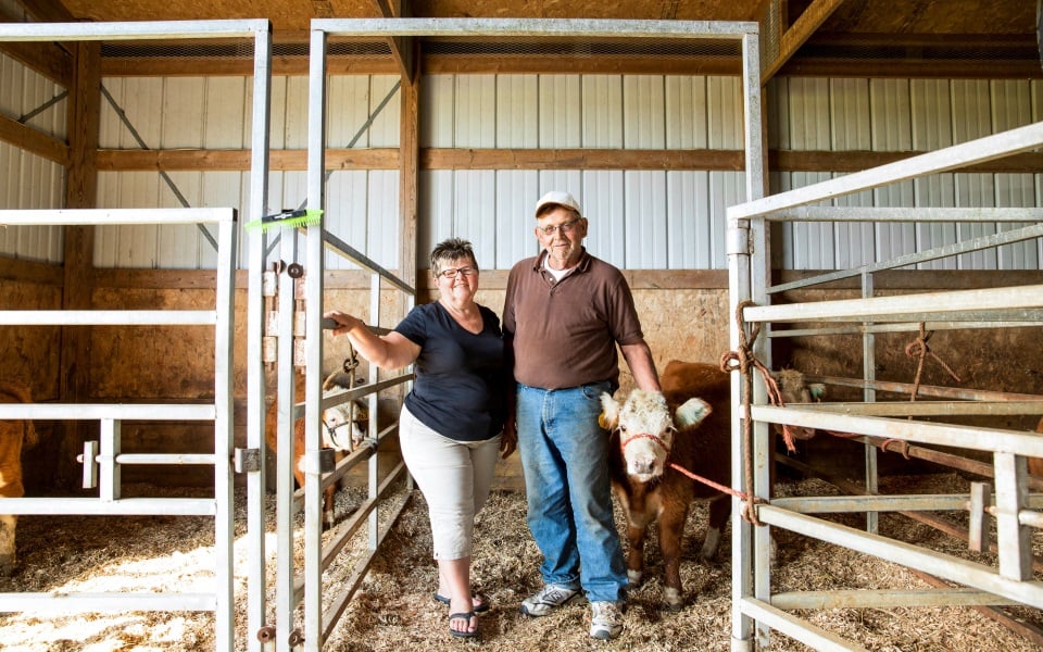 Couple stands with show heifer in barn