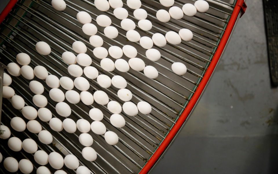 White eggs roll on a conveyor belt.