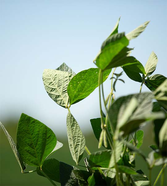 Close up of soybean plant insured by Farm Credit Mid-America crop insurance