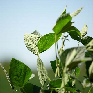 Close up of soybean plant insured by Farm Credit Mid-America crop insurance