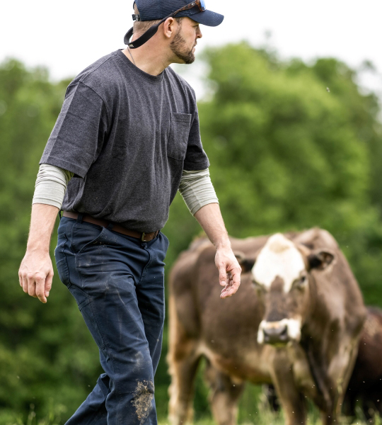 Man walking in cattle field.