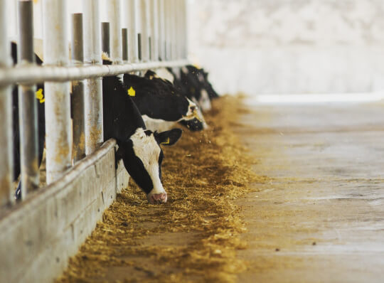 Dairy barn