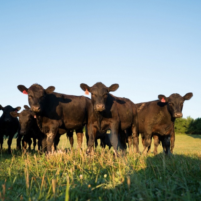 Three black steers in a field.