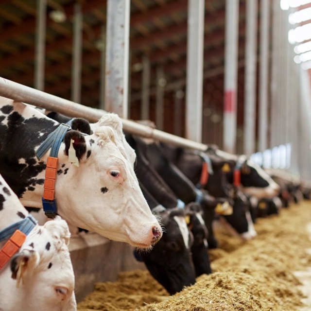 Dairy cows wearing RFID tags.