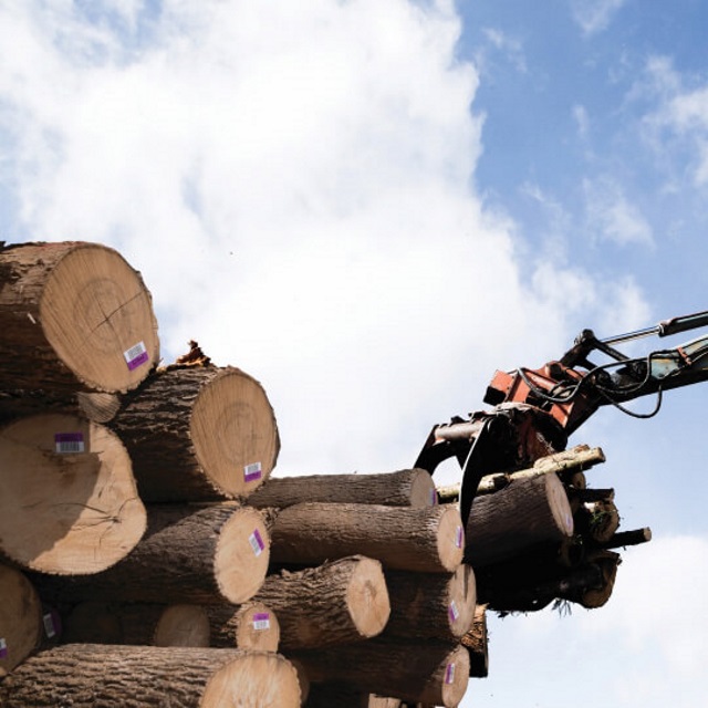 Crane grabs hardwood logs.