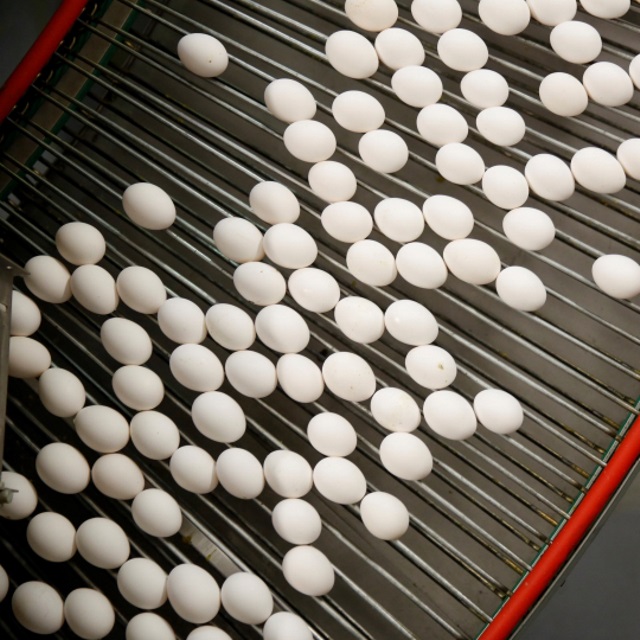 White eggs roll on a conveyor belt.