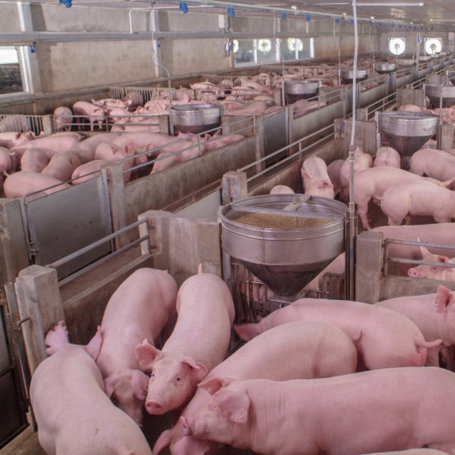 Commercial hogs in modern feedout facility.