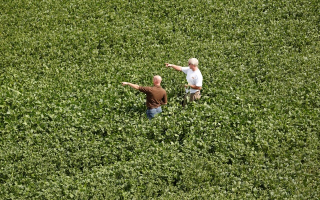 Two men stand in a green soybean field.