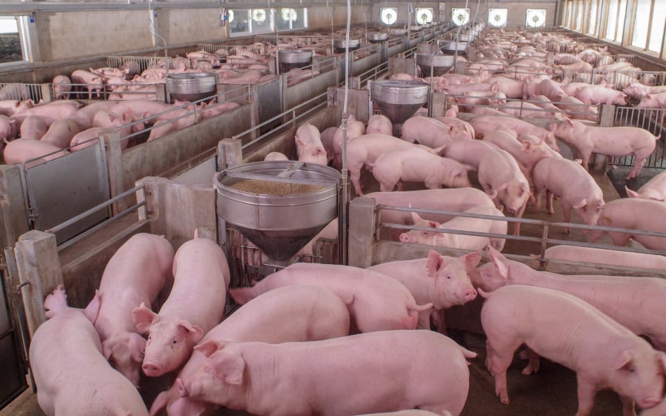 Commercial hogs in modern feedout facility.