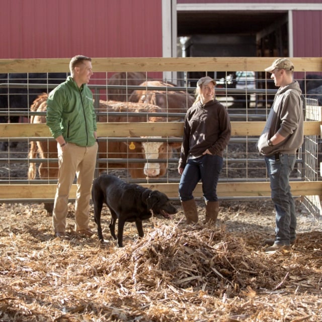 Two men and a woman stand together in barn talking with cows in the background.