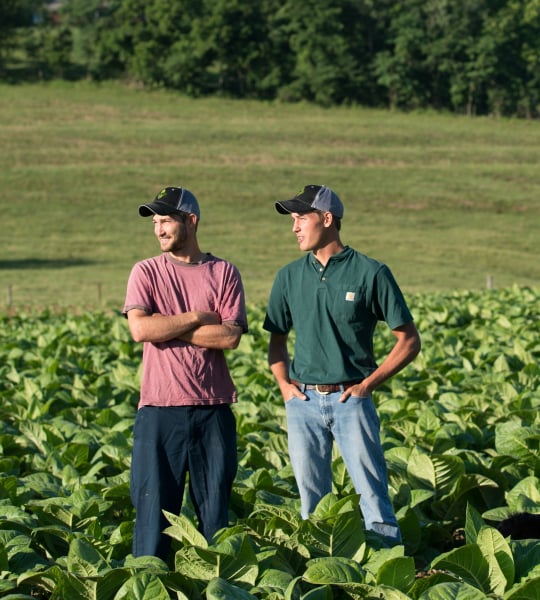 Two men stand in a tobacco field.