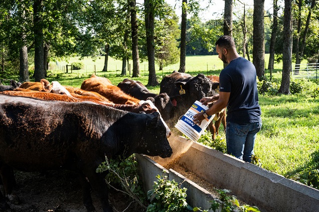 Man pours feed into a trough for the gathering herd of cows to eat.