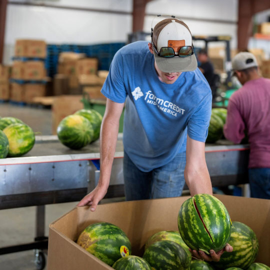 Farm Credit Mid-America team member gleans watermelons to be donated to a local food bank
