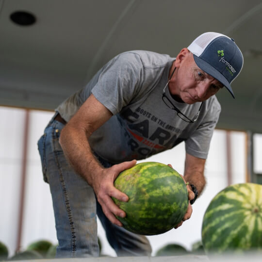 Team member gleans watermelons for Farm to Food Banks