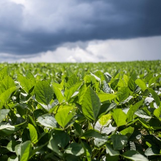 Storm rolling in over soybean field.
