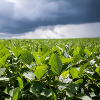 Storm rolling in over soybean field.