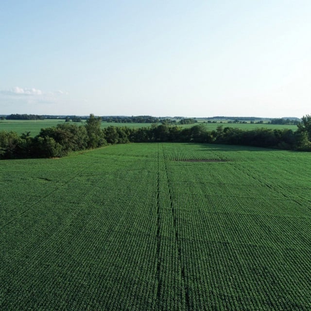 Aerial view of green corn field.