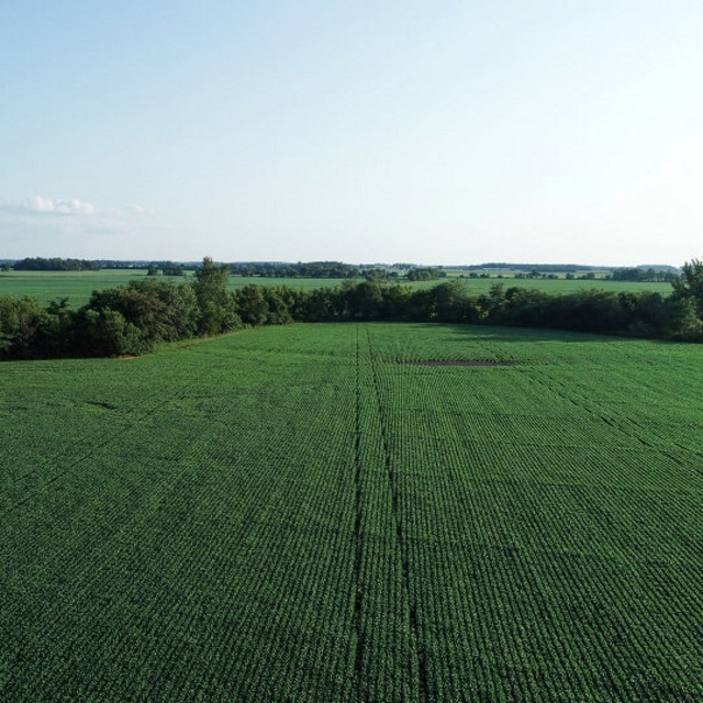 Aerial view of green corn field.