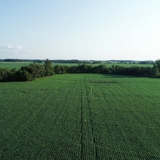 Aerial view of green corn field.