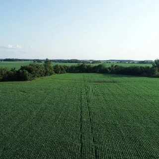 Aerial view of green corn field.