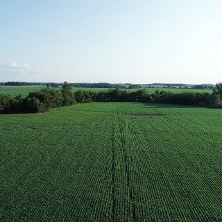 Aerial view of green corn field.