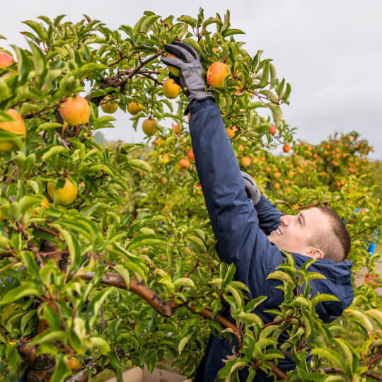 Farm Credit Mid-America team members picks apples for the Farms to Food Banks program.